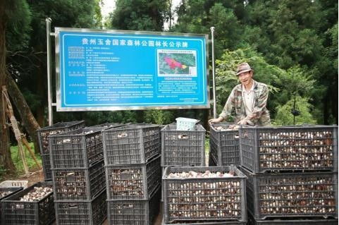 貴州六盤水 林下經(jīng)濟(jì)帶火赤松茸種植 村民在家門口實(shí)現(xiàn)務(wù)工就業(yè)